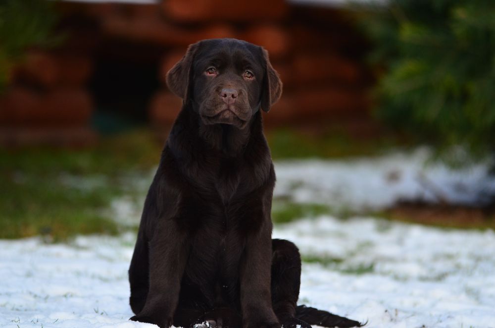 Labrador Retriever FCI