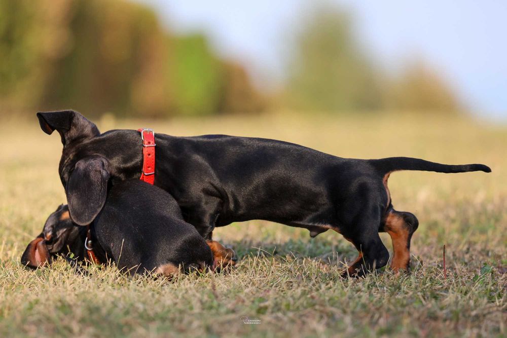 Jamnik Miniaturowy krótkowłosy piesek ZKwP FCI