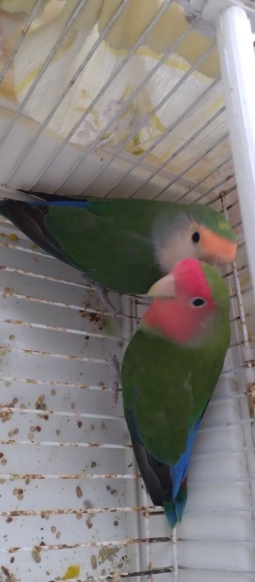 Vendo diversas aves de bico curvo