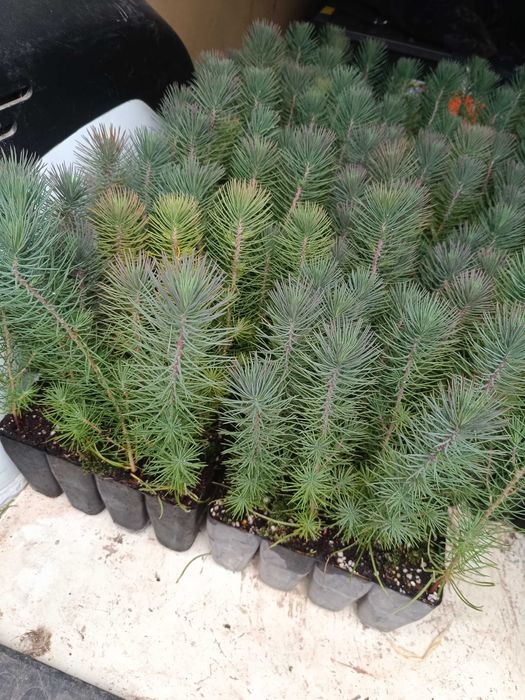 Pinheiros mansos com 6 meses.