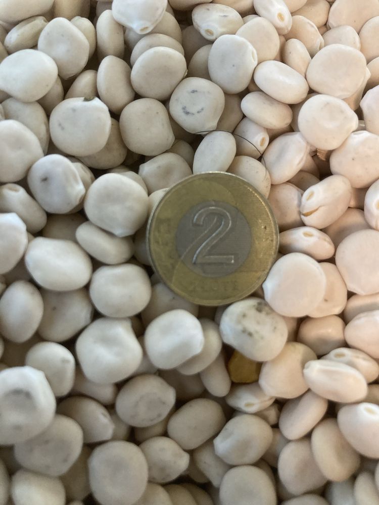 Sprzedam łubin biały Butan wąskolistny Regent i Oskar