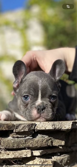 Голубая десочка супер окрас