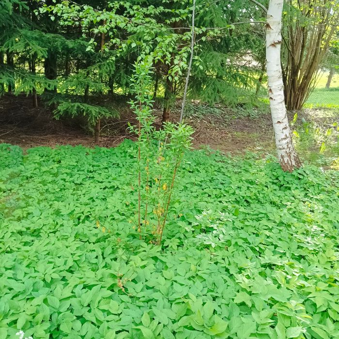 26. Duża sadzonka forsycji