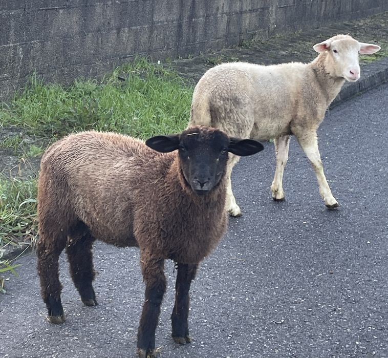 Casal de borregos sem consanguinidade ( p3 x merino cx)