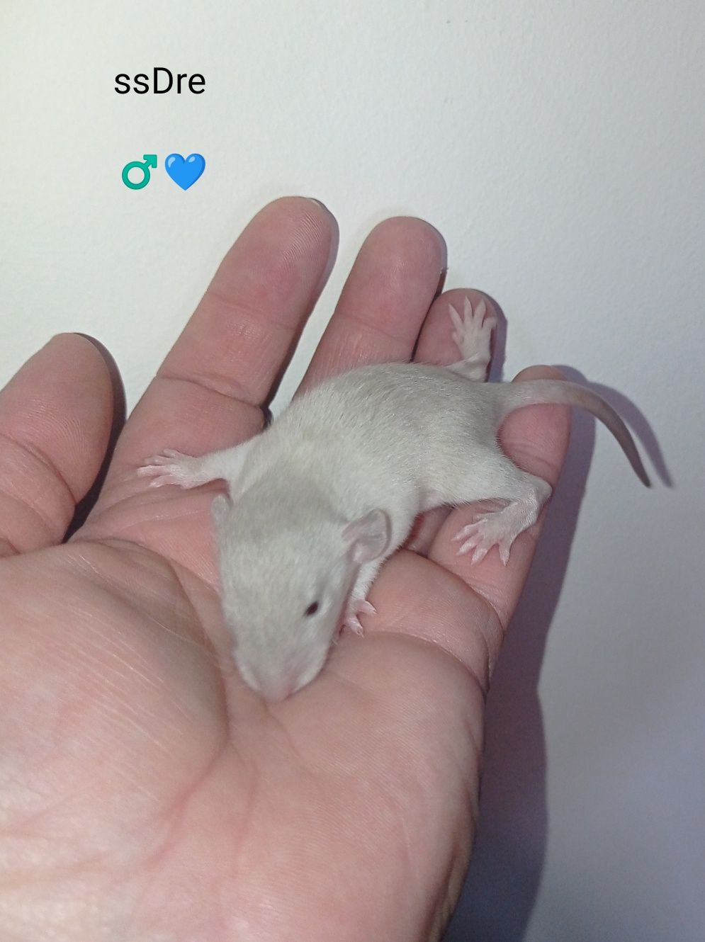 Szczurki DUMBO rex