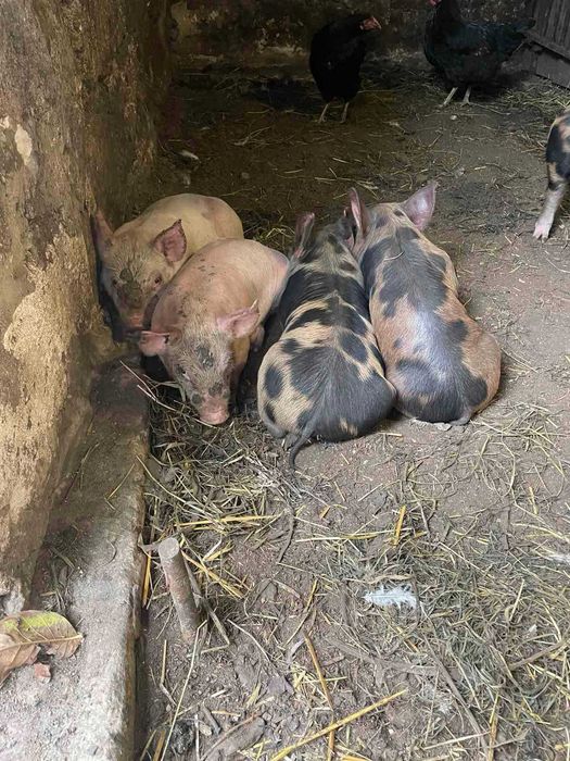 Продам поросят...