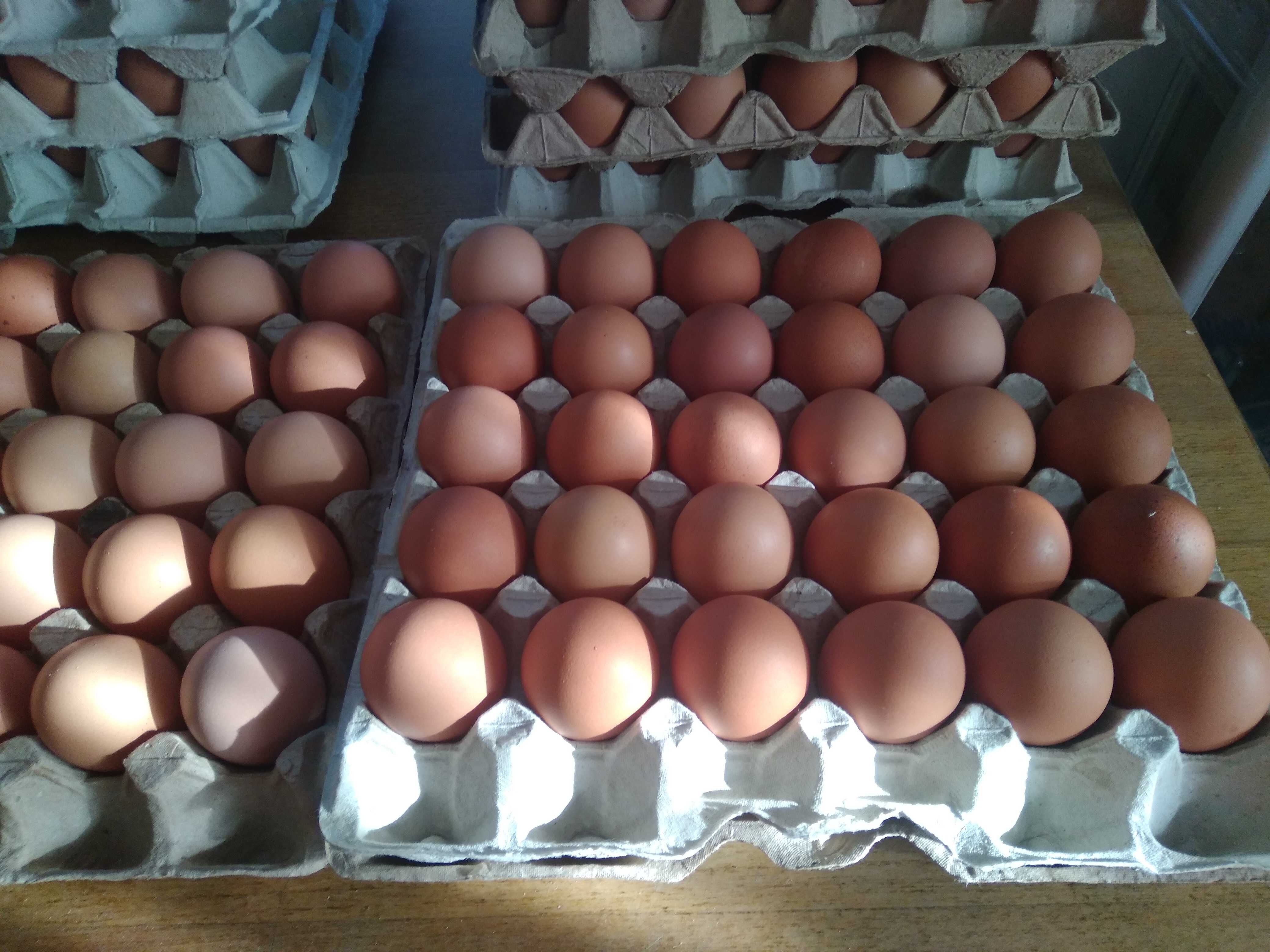 яйце інкубаційне ломан браун