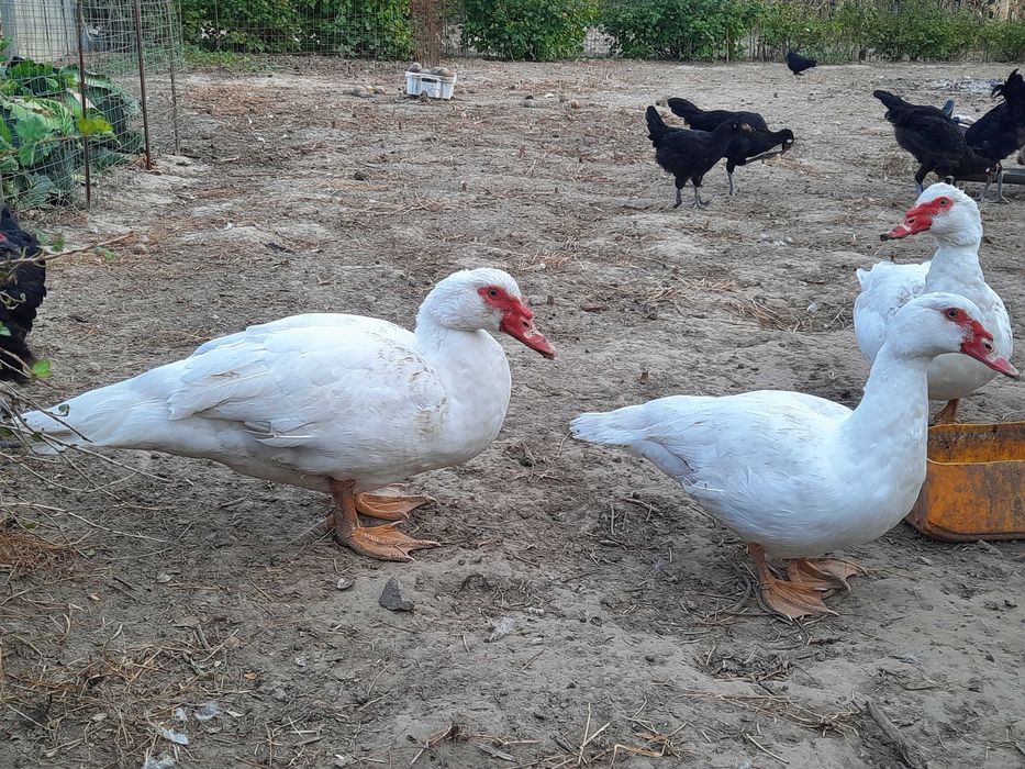 Качки мускусні. Утки.