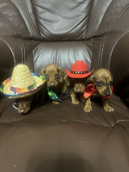 Такси молочний шоколад та мрамор  карлики