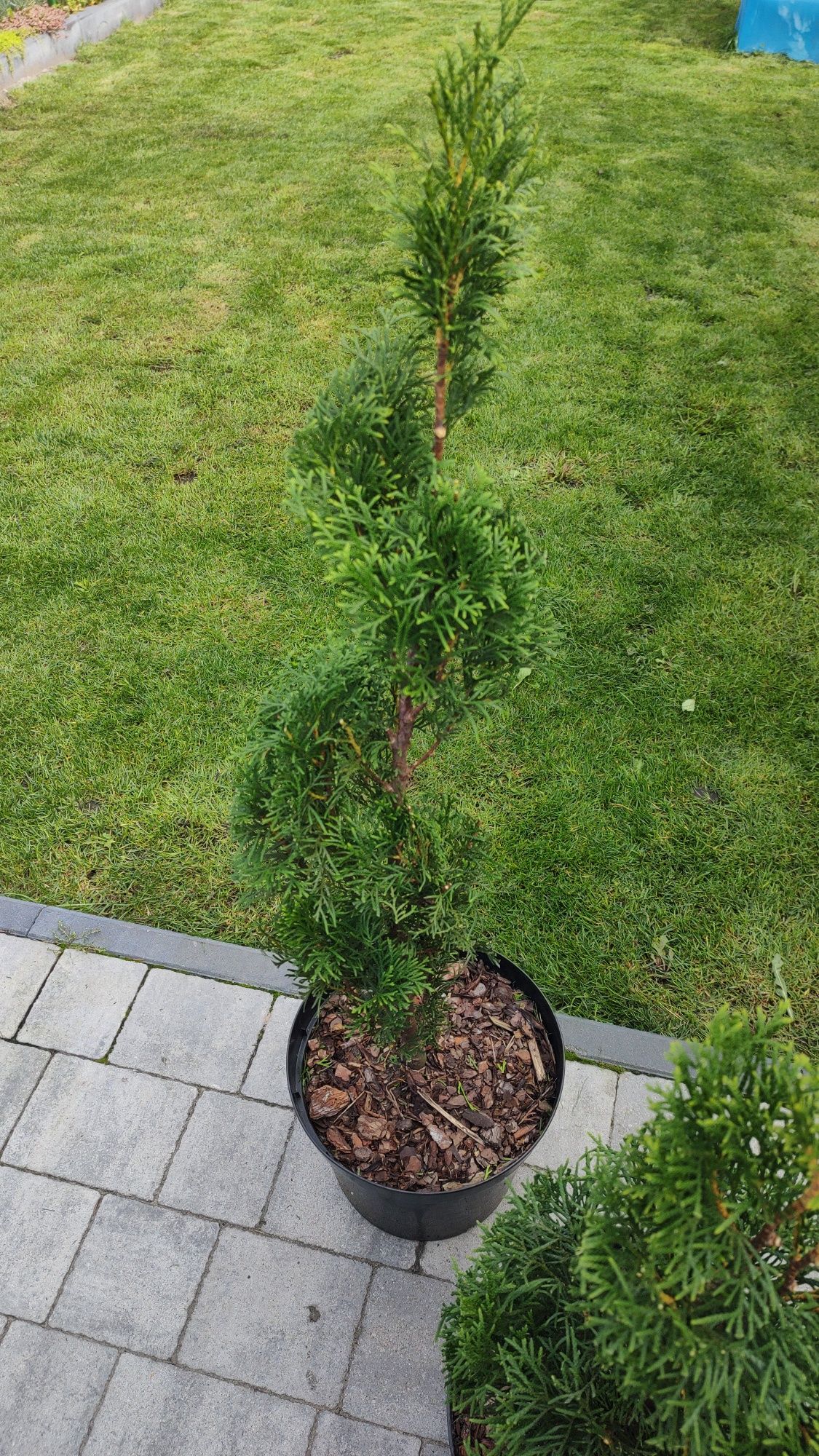 Tuje rzeźbione spirala topiary szmaragd drzewka ogródek kwiaty