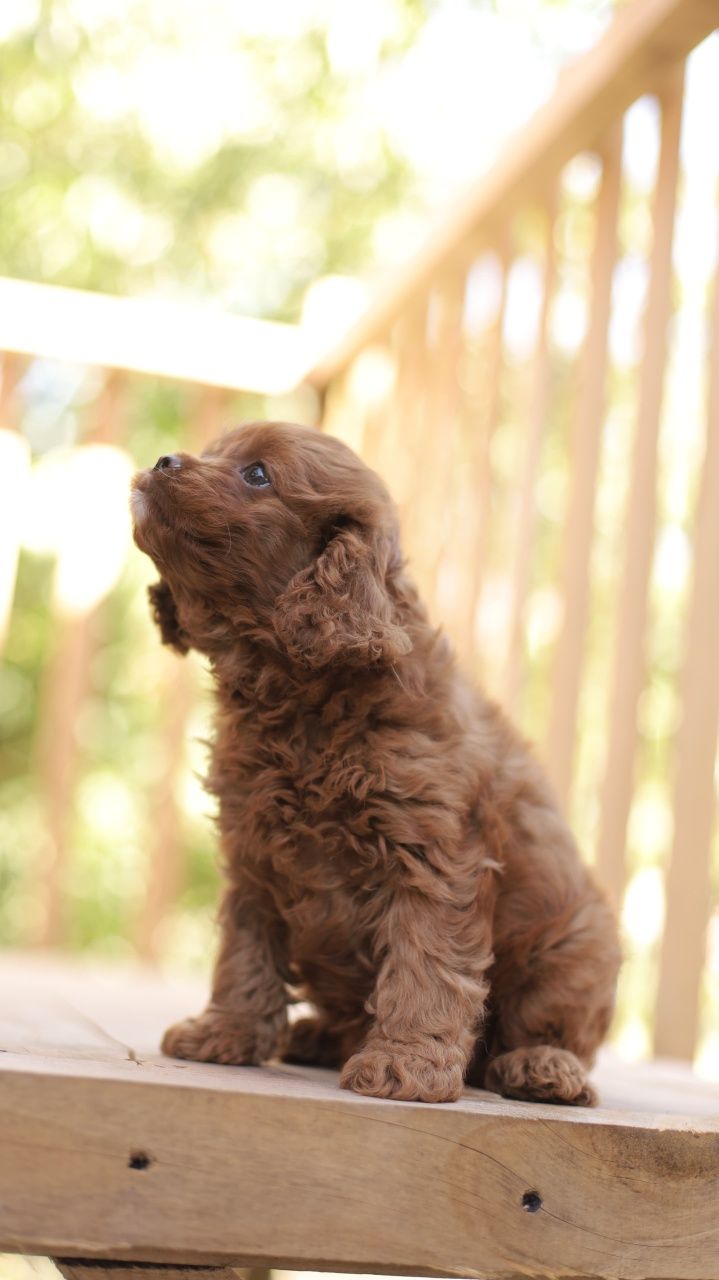 Cavapoo śliczna suczka
