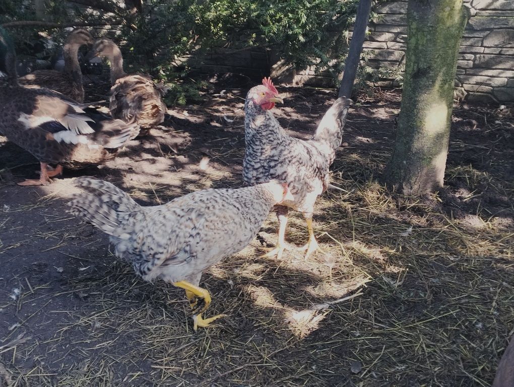 Kogutki legbary młode