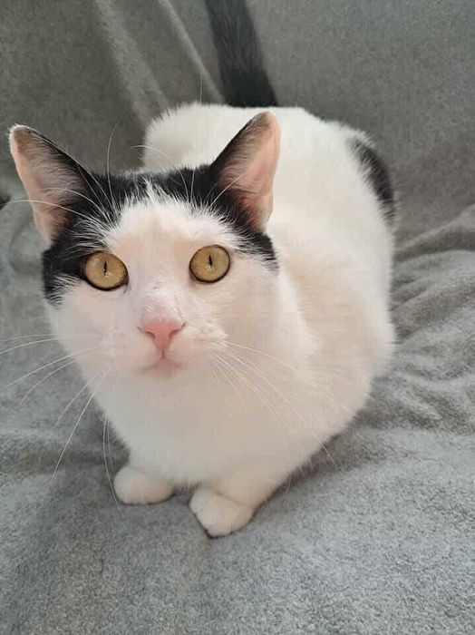 Fajny kot poleca się do adopcji