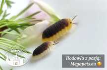 Cubaris sp Lemon Blue Kulanki Prosionki Isopody Stonoga Mrówki Wije