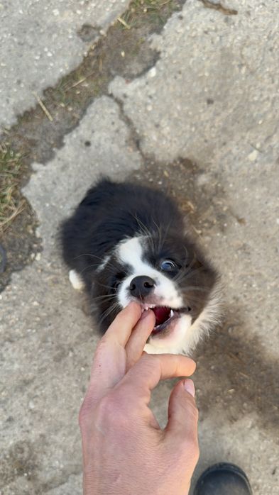 Suczka szczeniak Owczarek Border Collie rasowa