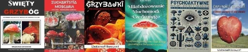 Święty Grzybóg Mikrodozowanie muchomor czerwony Amanita muscaria  1-6