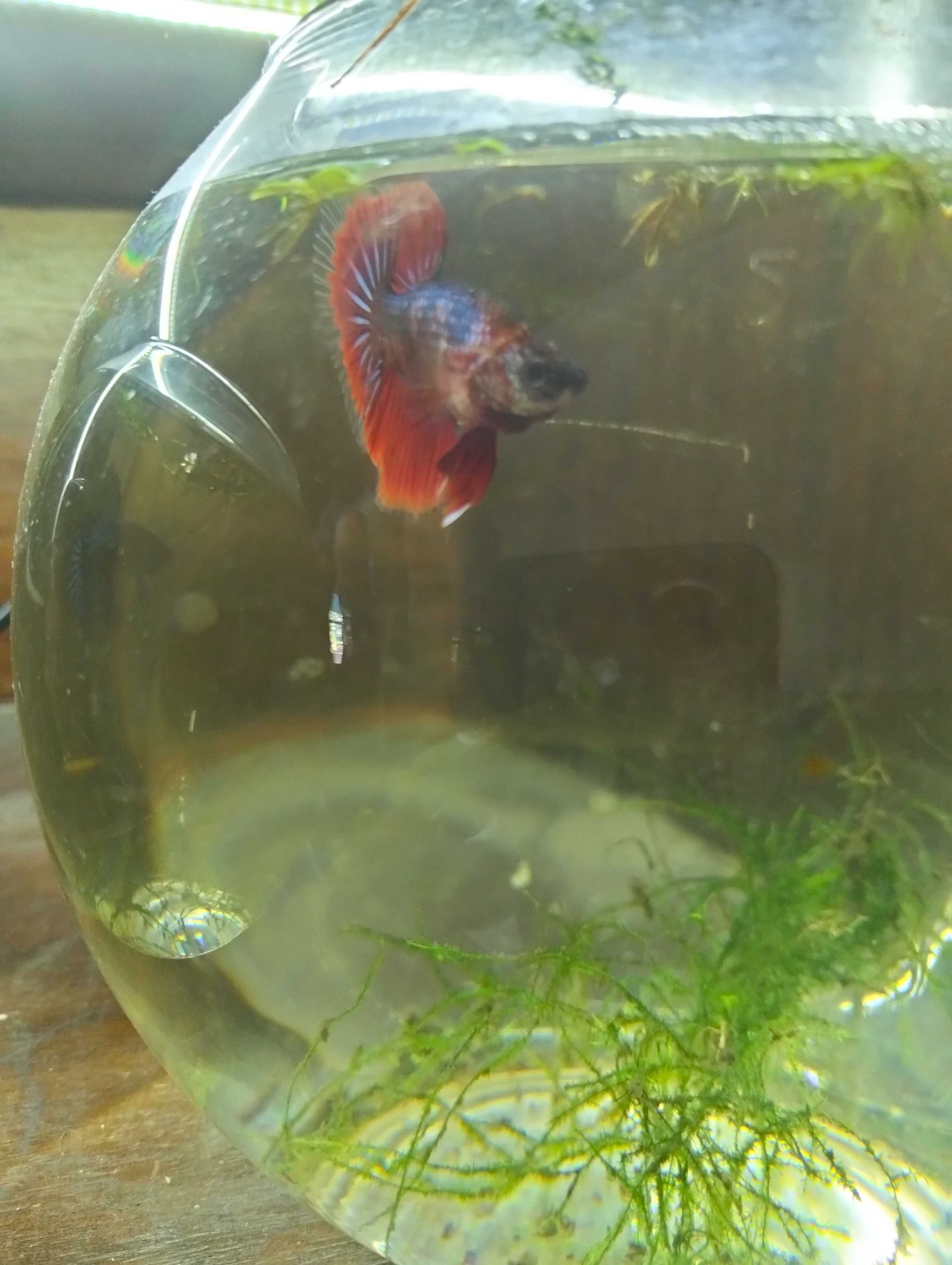 Bettas Machos Ornamentais – Várias Cores e Padrões