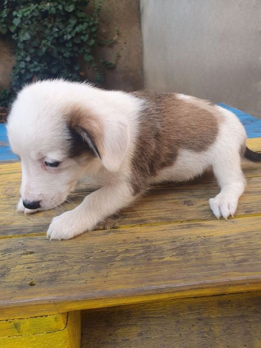 Отдам даром в добрые руки щенков