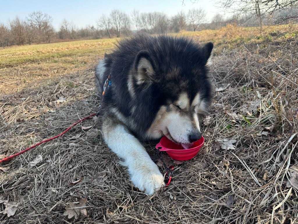 Grey - zjawiskowy Alaskan Malamute z rodowodem ZKwP FCI ADOPCJA