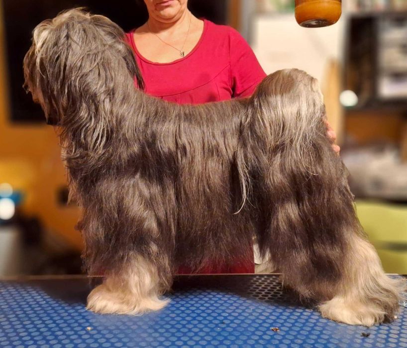 Fenomenalna MOYA, którą warto poznać.  Terier tybetański - nie terier