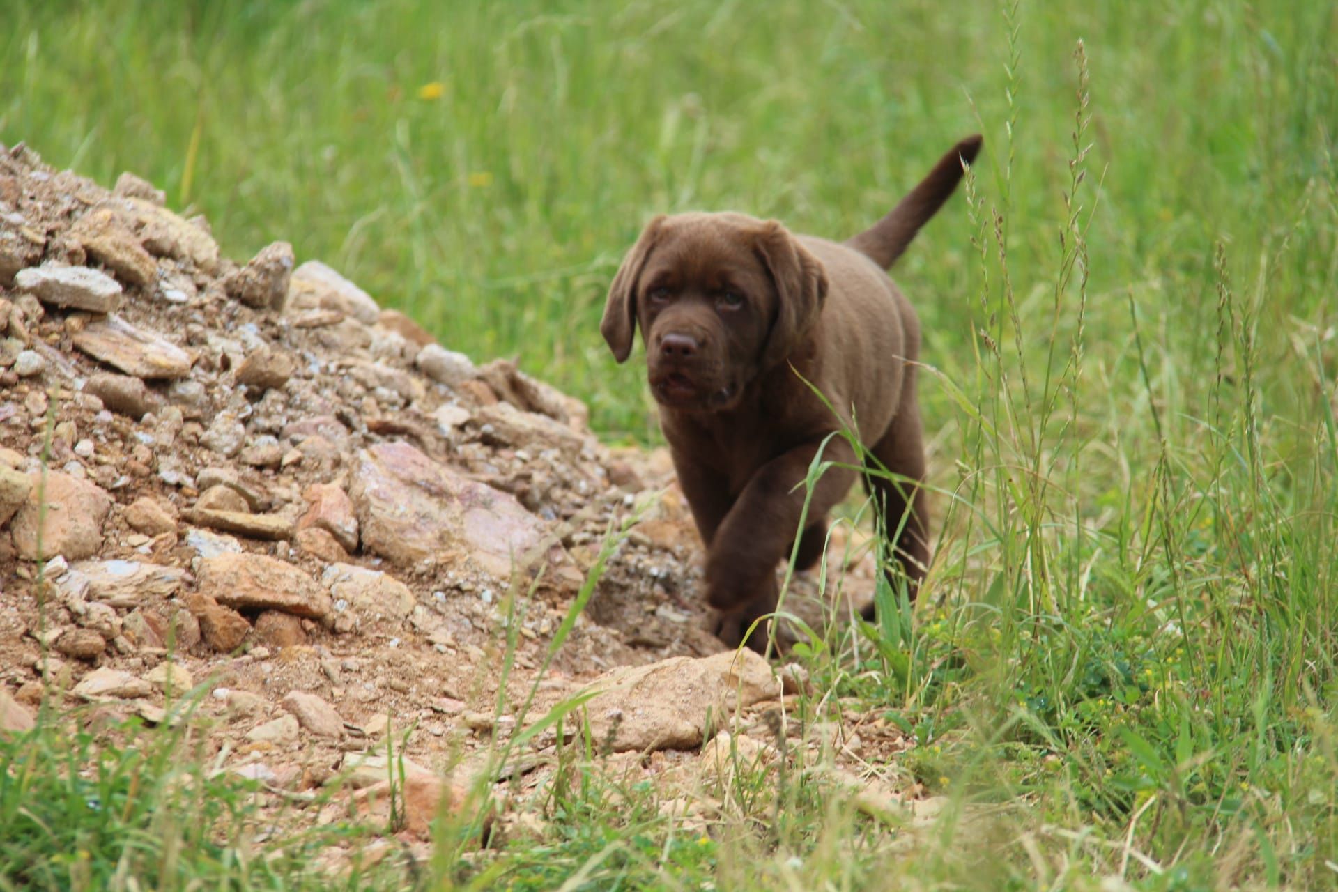 Labrador Retriever Chocolate