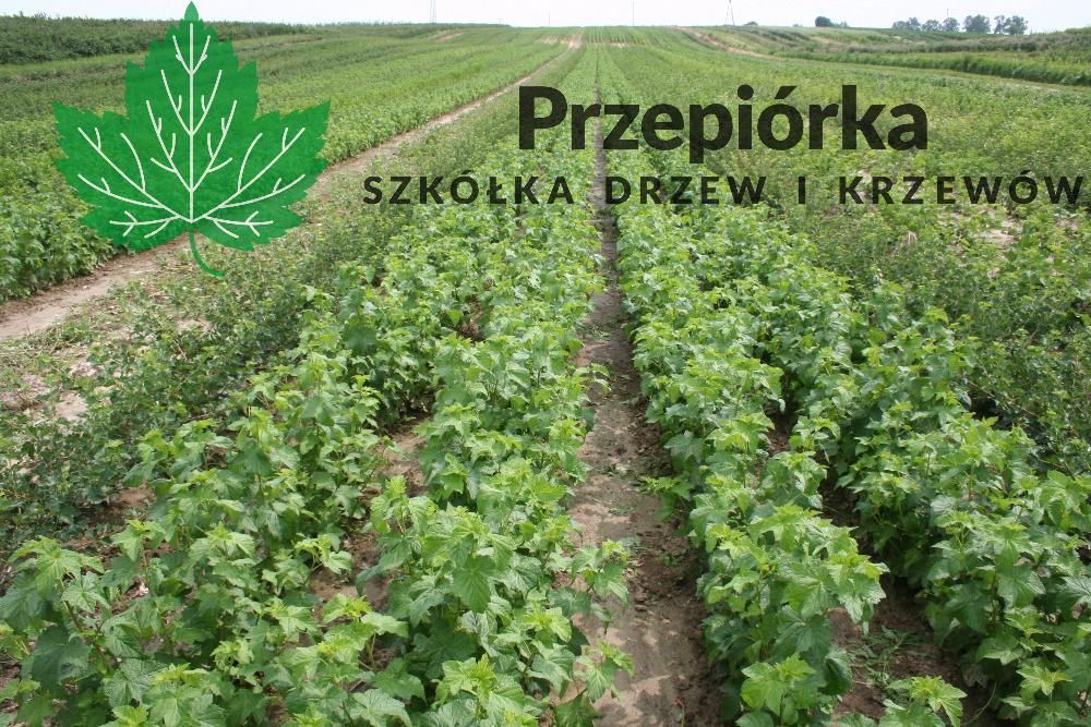Sadzonki porzeczki czarnej TISEL® ORES® GOFERT®  2025 (licencja)