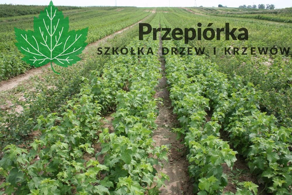 Sadzonki porzeczki czarnej TISEL® ORES® GOFERT®  2024 (licencja)