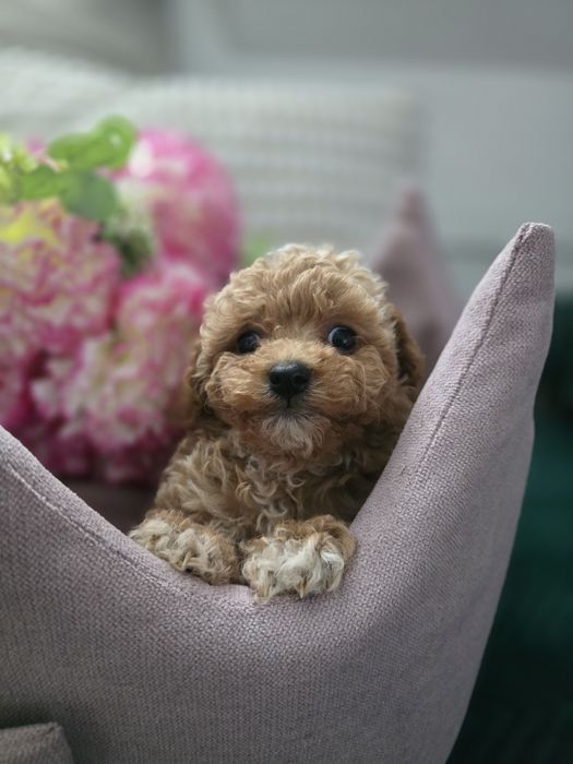 Bichpoo Poochon f1b  suczka pudel toy badania