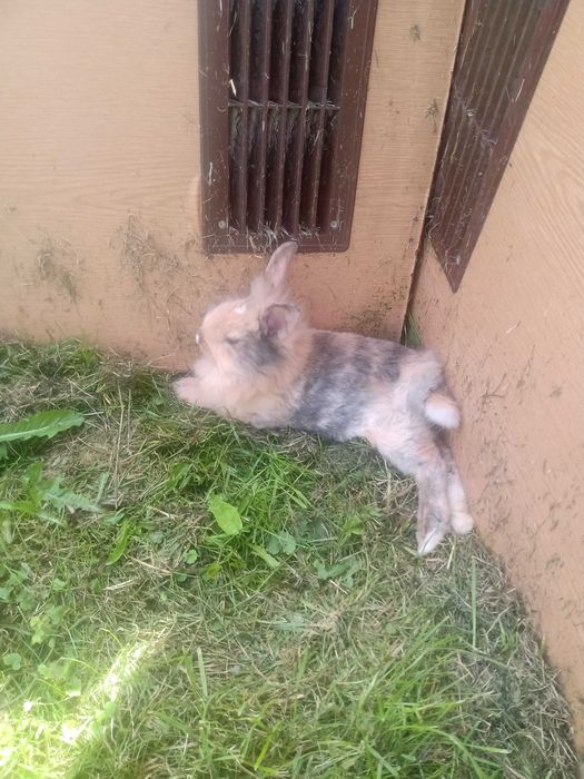 Sprzedam króliki miniaturki młode
