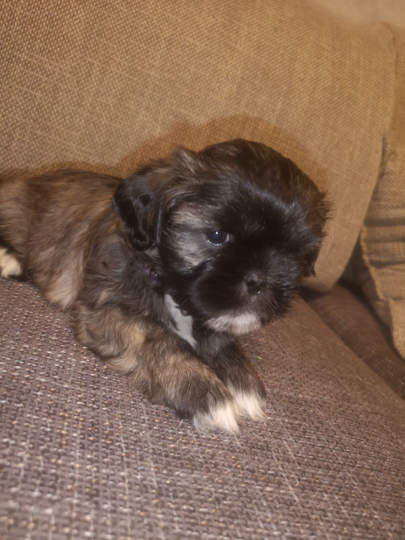 Urocza Sunia Shih-tzu