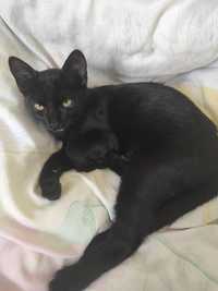 Piękna czarna kotka