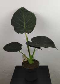 Alocasia Alokazja Regal Shield 60 cm