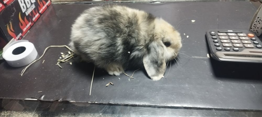 Coelho mini lop 2 meses