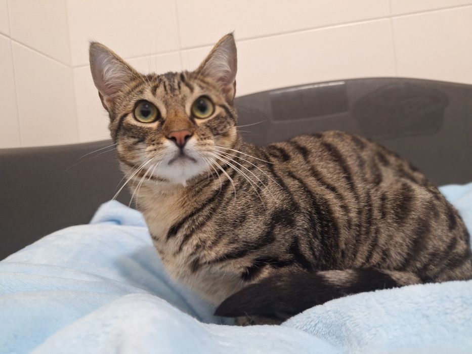 Pêras, para adoção