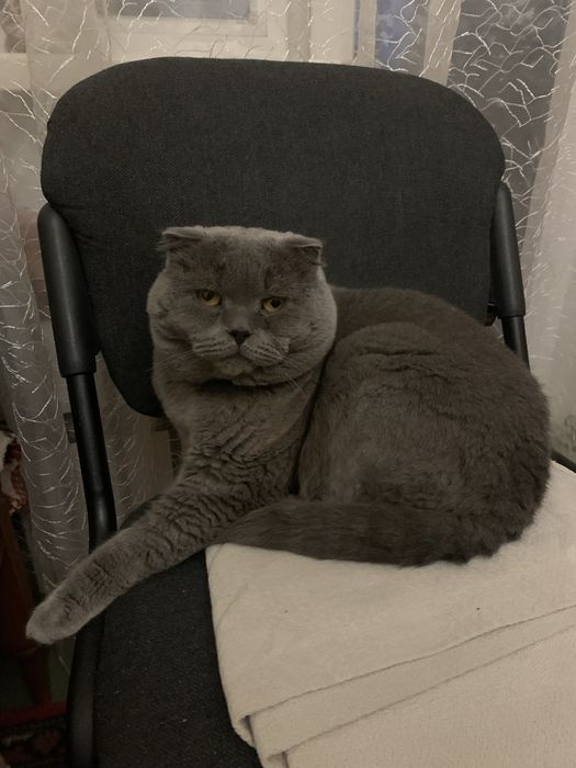 Вʼязка кіт британець вісловухий 6 років Дніпро Тополя