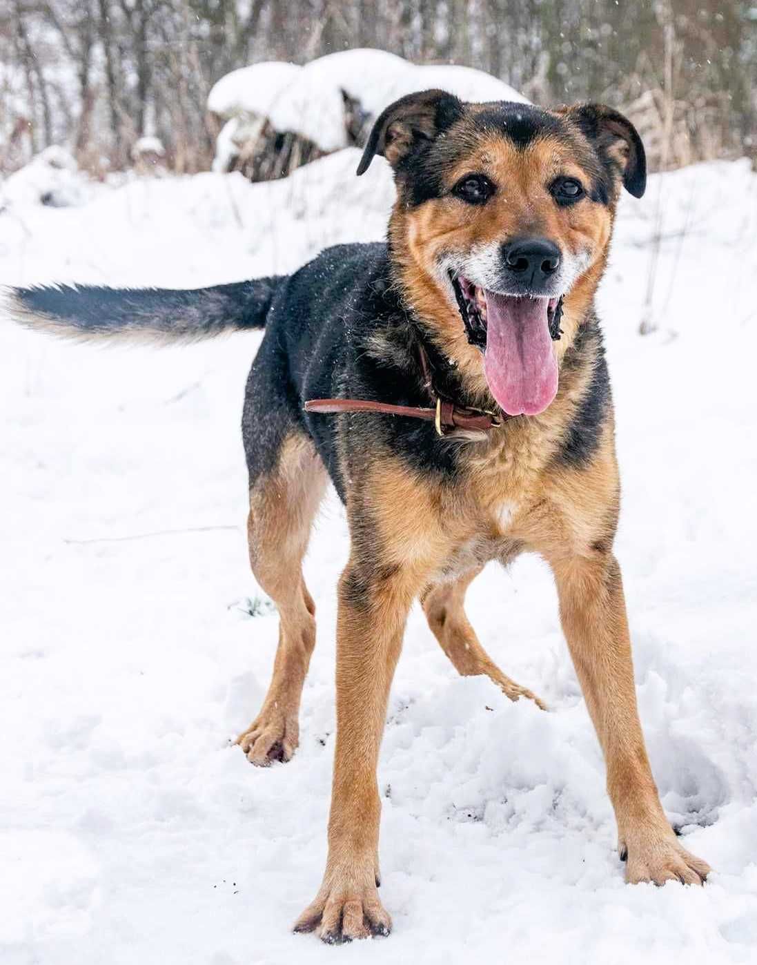 BRUTUS - cudowny psiak, zamknięty za kratami schroniska szuka domu