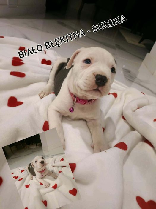 Amstaff szczenięta pieski