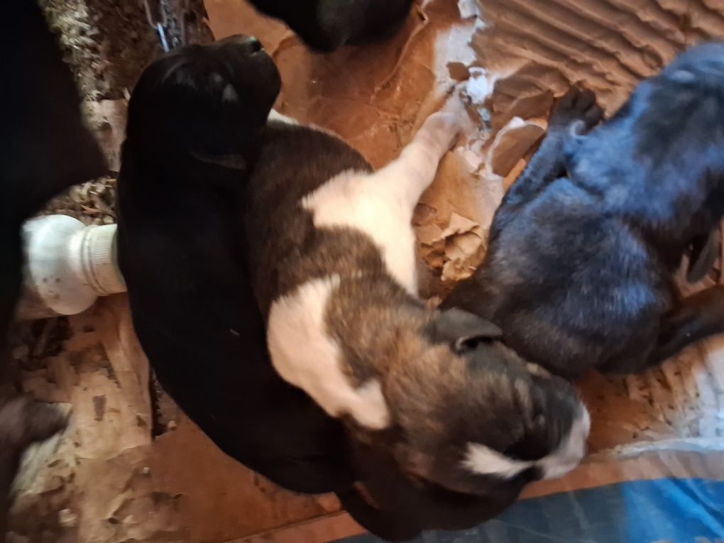 Cães para adoção