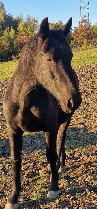 Sprzedam rocznego ogierka rasy śląskiej