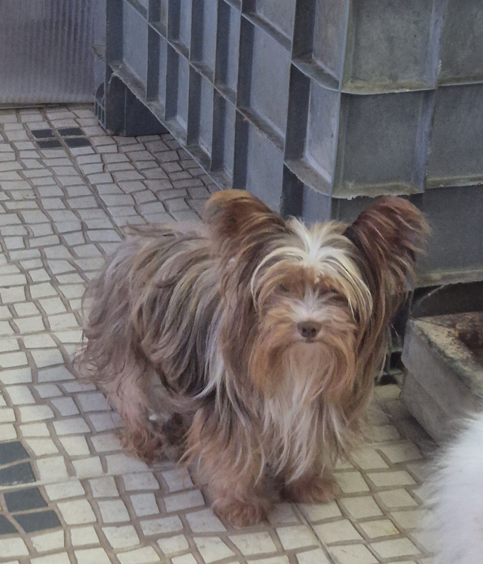 Biewer Terrier Macho adulto Criadora Registada PT 3088 FL