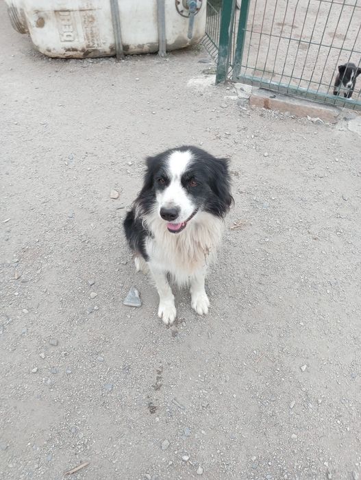 Border collie macho