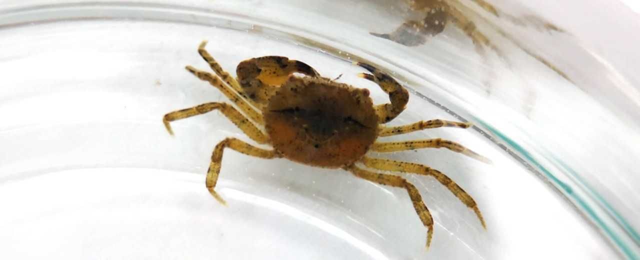 krab phantera bielsko