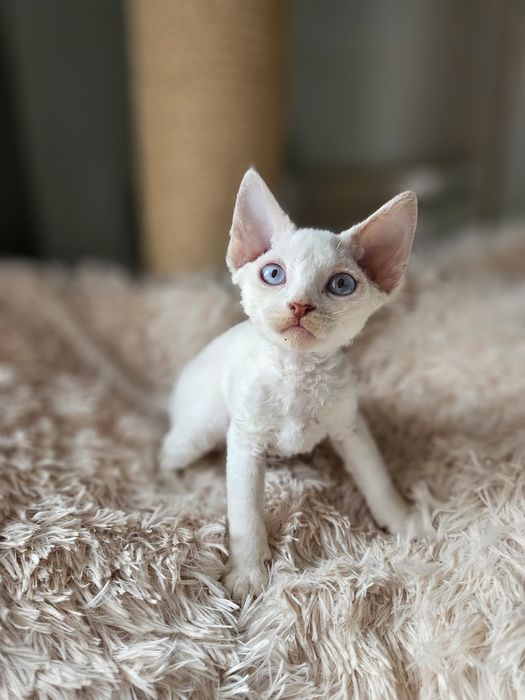 Kotka Devon Rex liliowy point