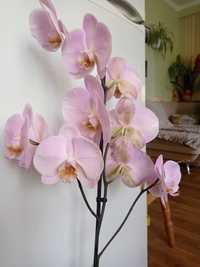 Продам Орхидею, цветет