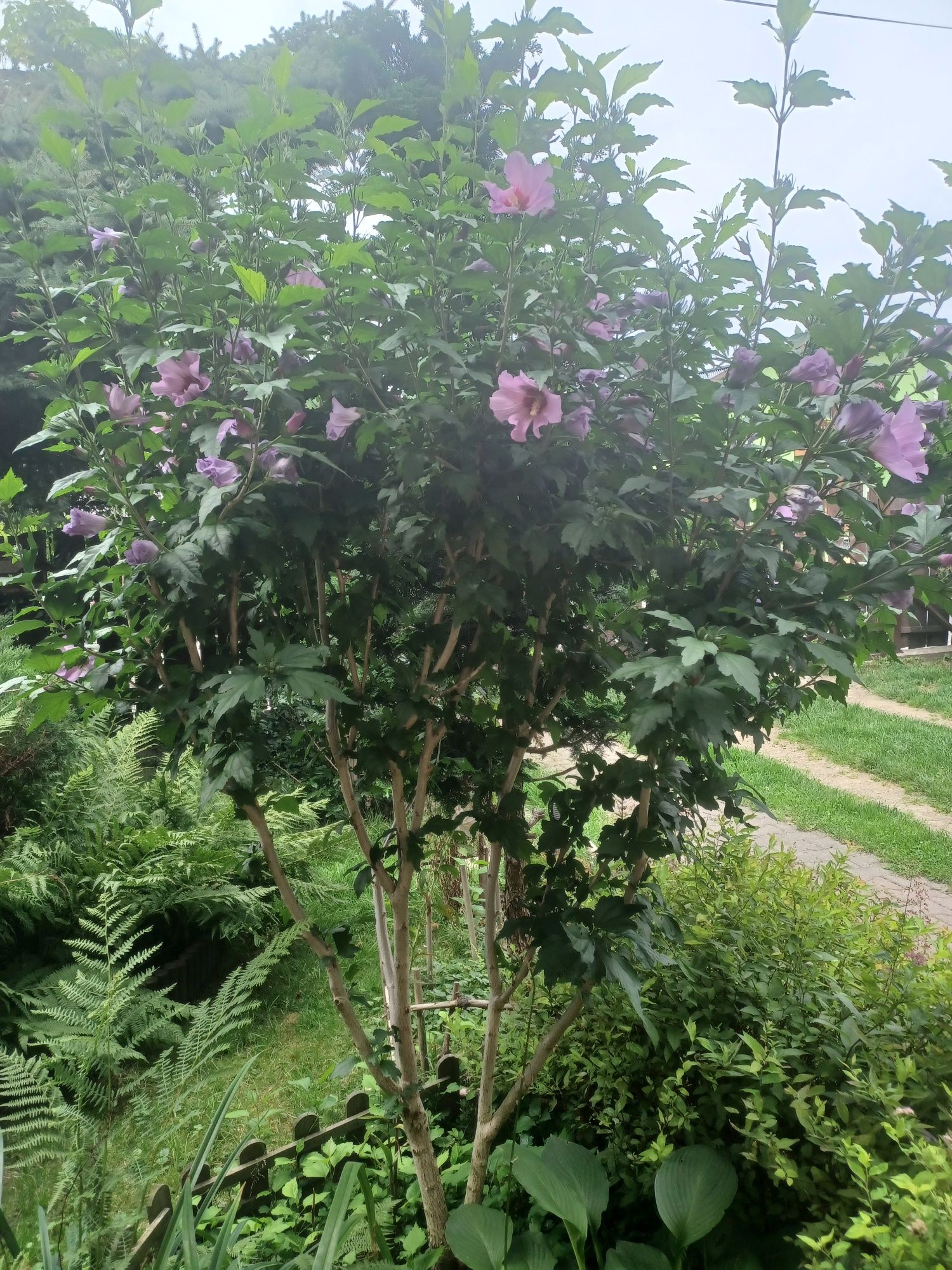 Hibiskus ketmia chińska róża sadzonki sadzonka hibiskusa