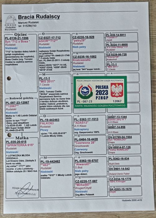 Gołębie pocztowe - Bosy Cieśla / Klaas-Kruger