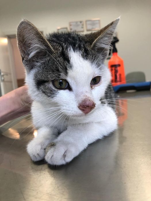 Poszukiwane domy tymczasowe jak i stałe!