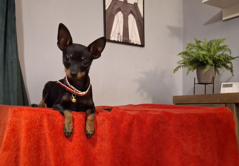 Ratlerek pinczer sarenka  miniaturka