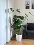 Monstera roślina