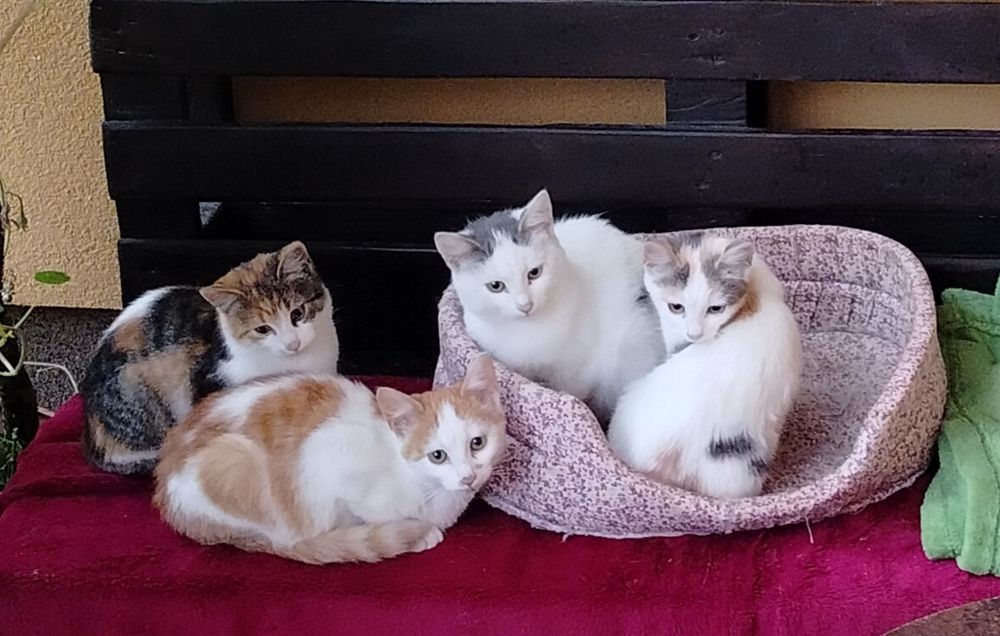 Kotki do oddania za darmo